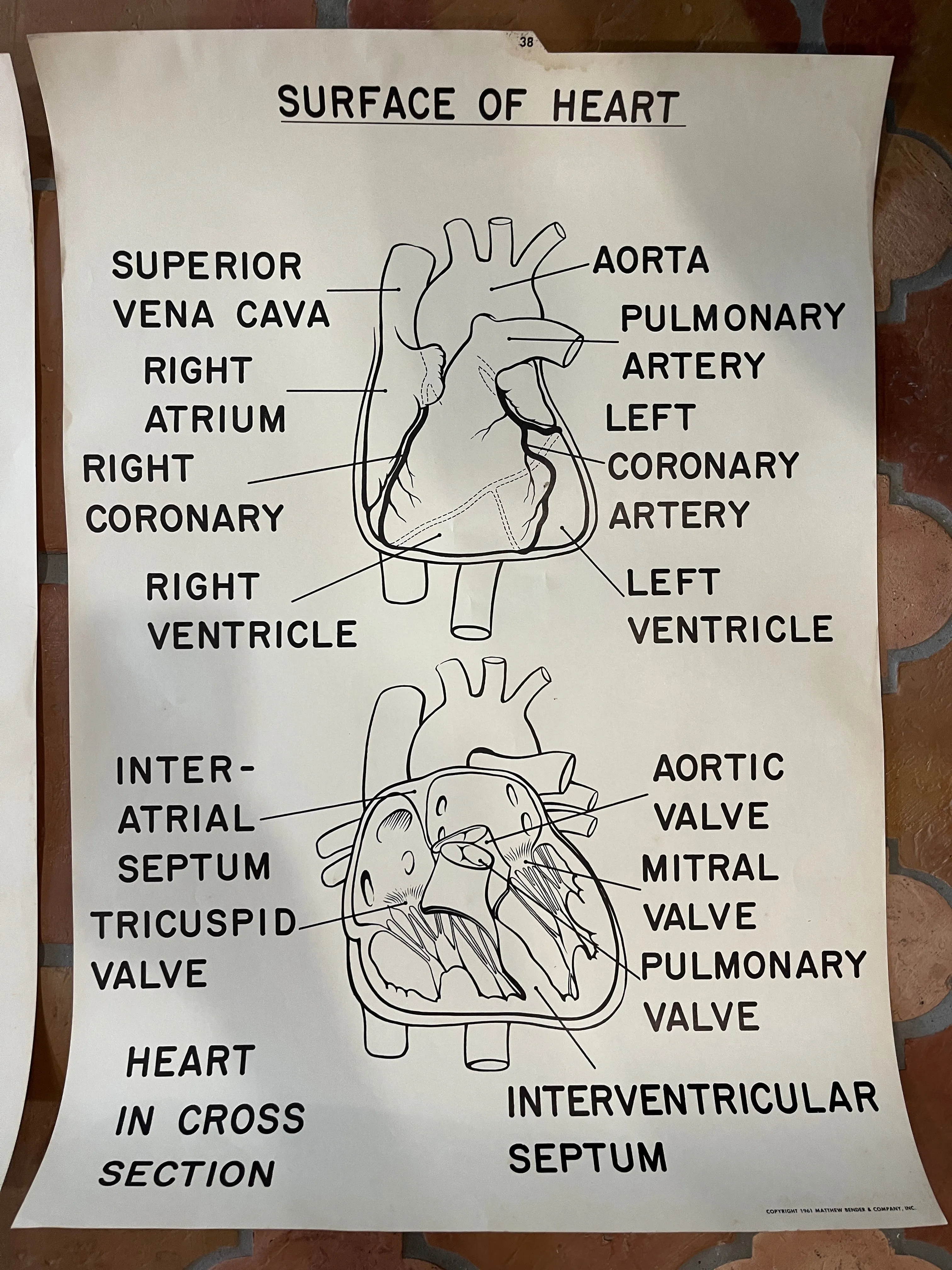 1961 Matthew Bender & Co. Anatomy Prints
