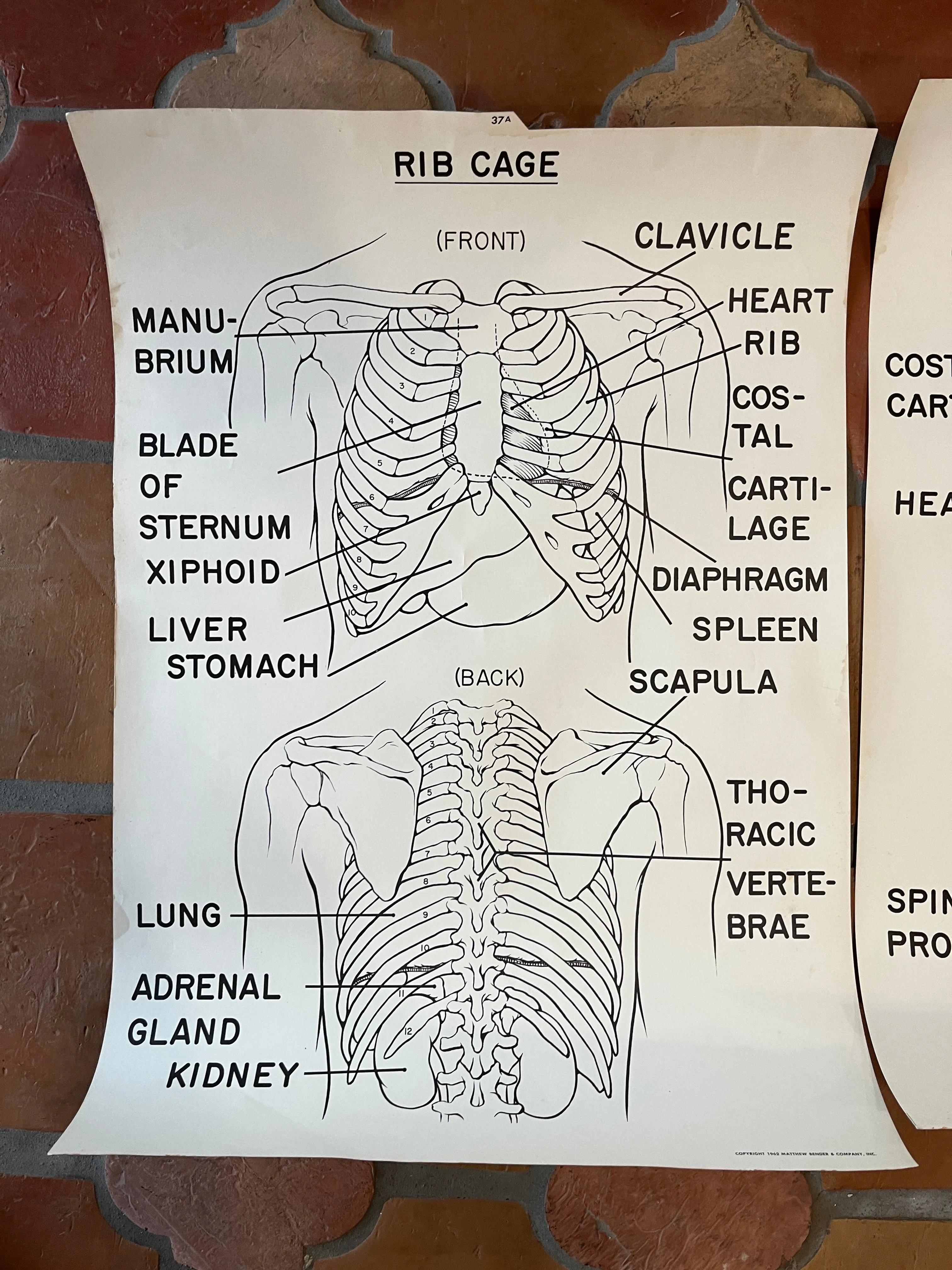 1961 Matthew Bender & Co. Anatomy Prints