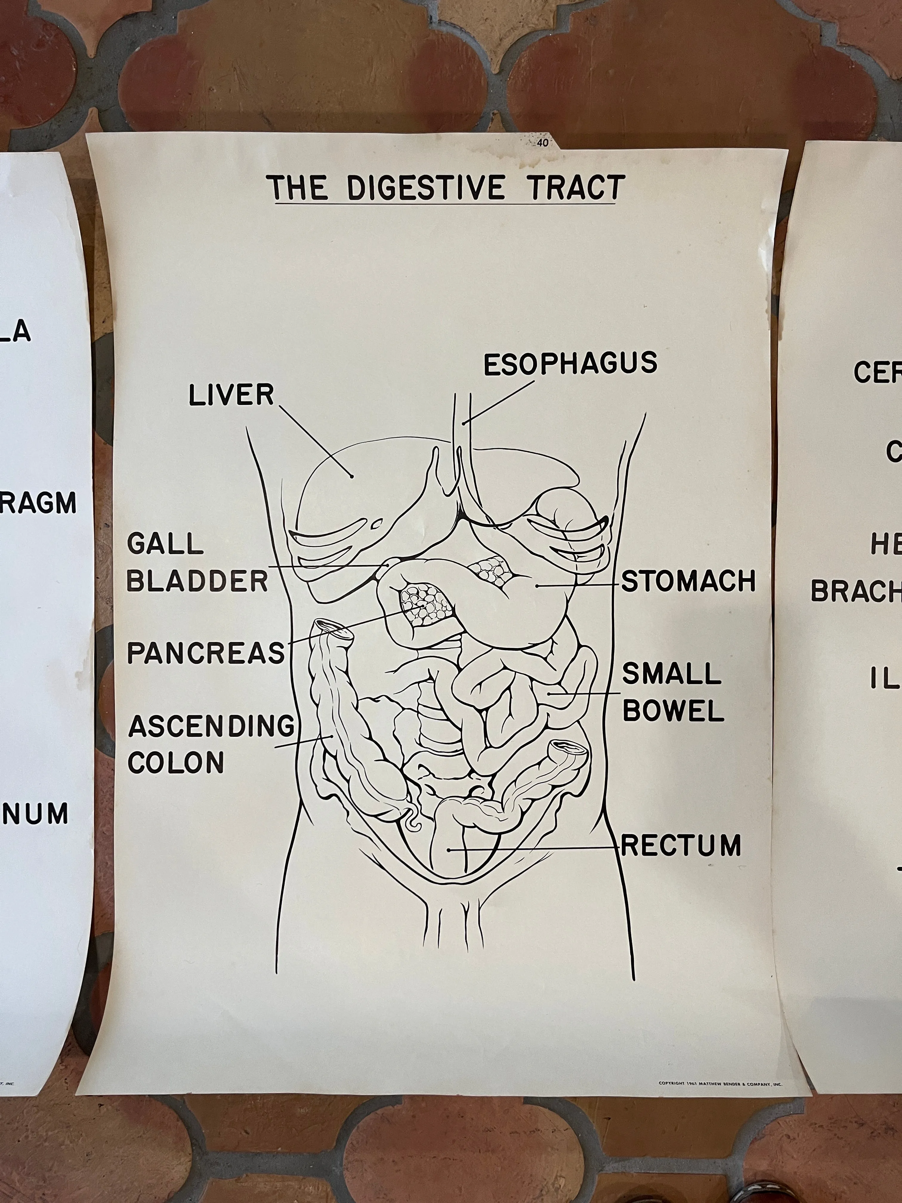 1961 Matthew Bender & Co. Anatomy Prints