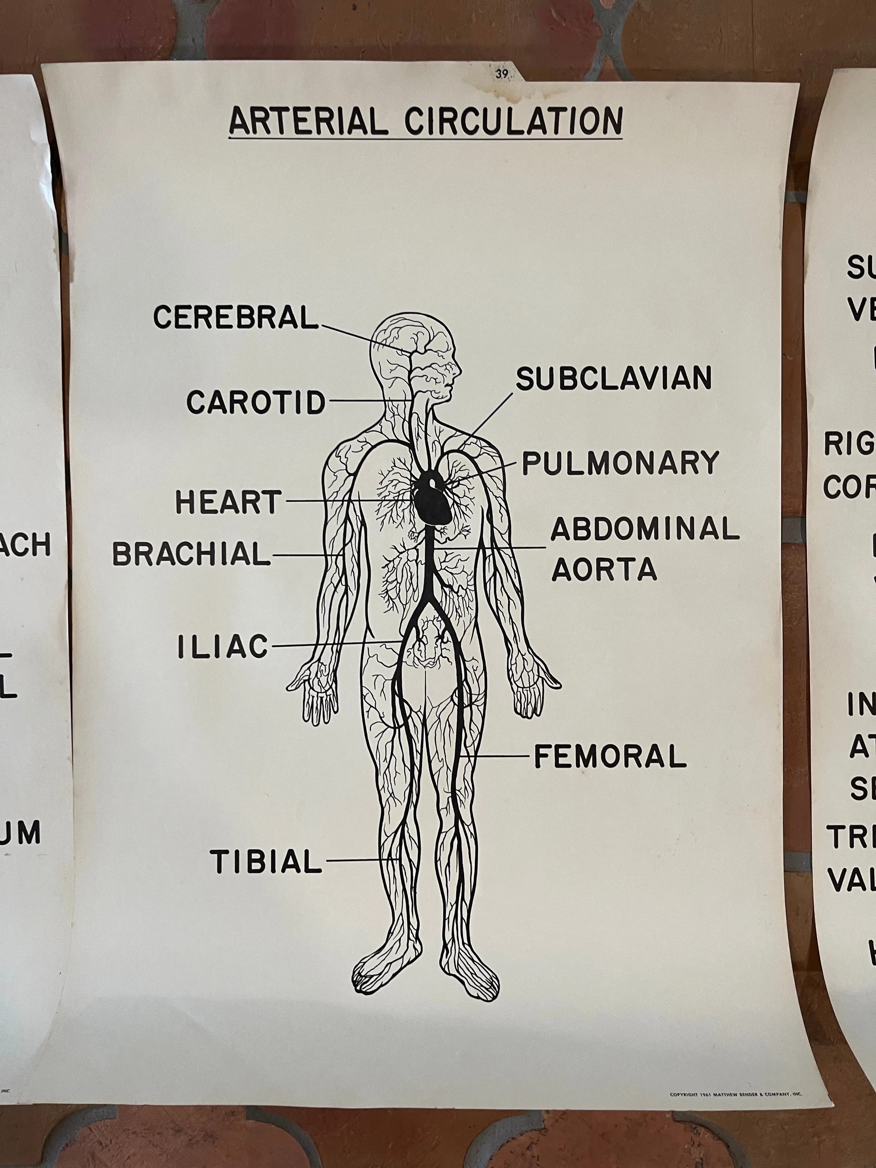 1961 Matthew Bender & Co. Anatomy Prints