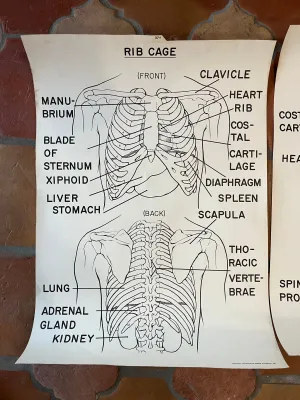 1961 Matthew Bender & Co. Anatomy Prints